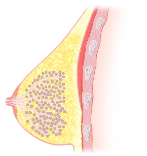 Прежние представления об анатомии лактирующей молочной железы